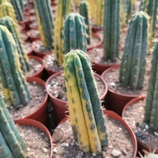 Rarecactus cereus SP variegated decoration Plants high 8-12cm