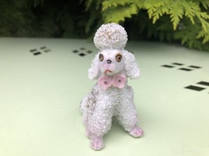 small white poodle dog
