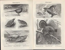 Lithograph 1906: Chicken Birds I/II/III. capercaillie partridge hazel chicken quail pheasant 