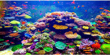 Undersea Aquarium Background 48X20 in Coral Tropical Fish Tank Backdrop