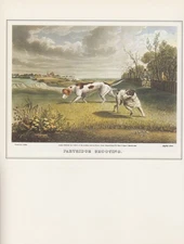 1974 Vintage HUNTING "PARTRIDGE SHOOTING #2" POINTERS DOGS COLOR Art Lithograph