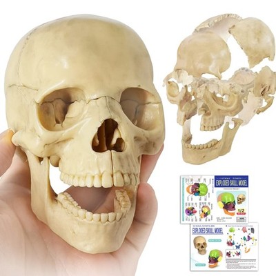 Mini Human Skull Model, Didactic 15 Parts Palm-Sized Exploded Anatomy Skull M...