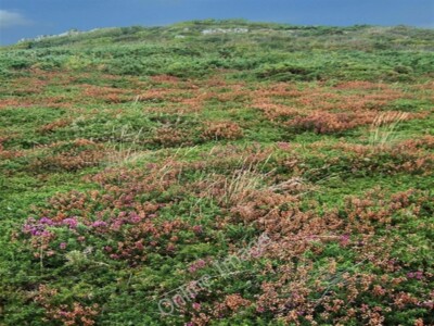 Foto 6x4 Steile Farbneigung, Oxwich Point Norton\/SS4986 um 2009
