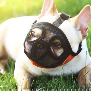 muzzles for frenchies