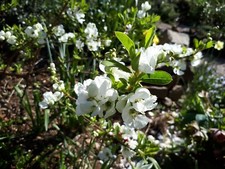 Quince flowering edible ornamental fruiting shrub pack of 20 organic