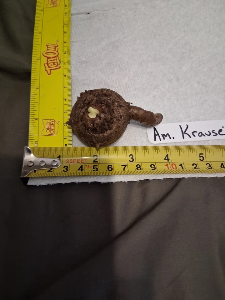 Amorphophallus Krausei Standard Form Nice Sized Bulb Fast Dividing - Image 4 of 4