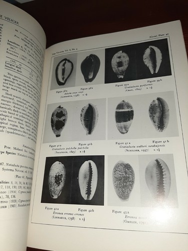 Philippine Cowries Crawford Cate from The Veliger Vol 8 1966 Signed - Picture 7 of 8