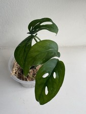 Monstera Adansonii aka Monkey Leaf Swiss Cheese Baby Plant Indoor