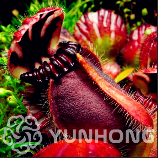 Cephalotus Giant Clip Seeds Plants Venus Fly Trap Bonsai Insectivorous 100pcs For Sale Online Ebay
