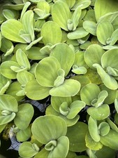 Pistia Dwarf Water Lettuce Live Floating Aquarium Plant, Outdoor cultured