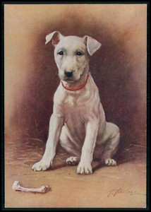 original terrier dog