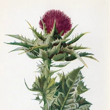 MILK THISTLE BOTANICAL CHROMOLITHOGRAPH Hulme 1902 ANTIQUE FLOWER PRINT