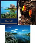 MAINE LOBSTER (3) Mint Continental Chrome Postcards Lot #11