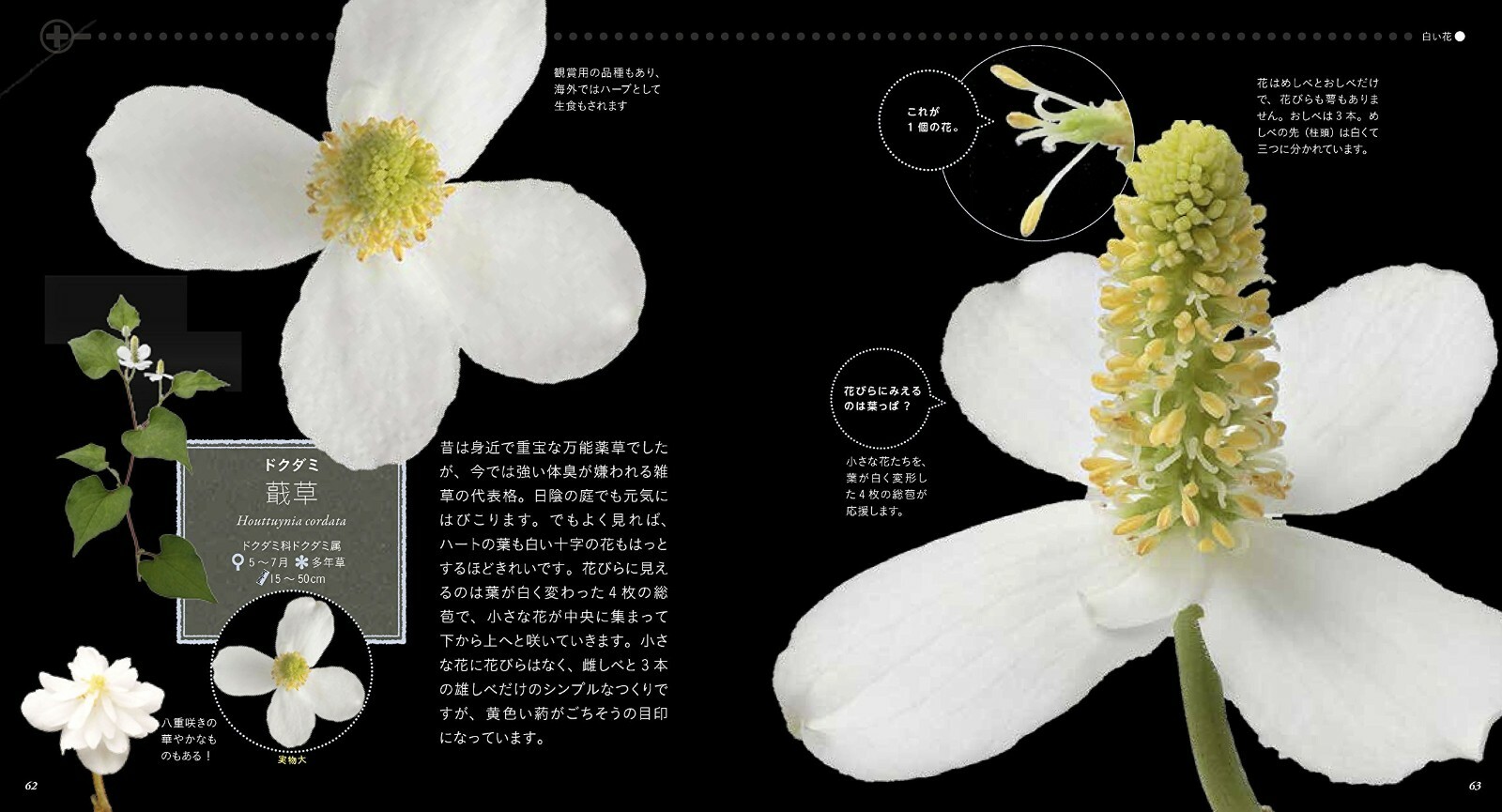 Encyclopedia For Weed Flowers Published In 18 Japan Taeko Tada For Sale Online Ebay