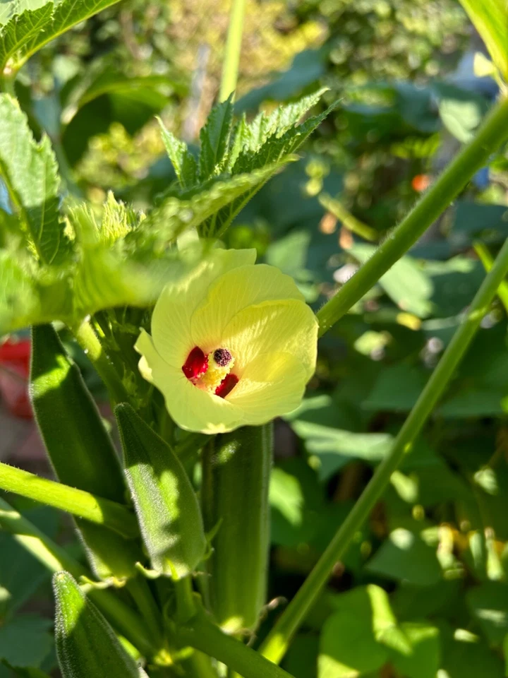 40+ Cajun Dream Okra Seeds Prolific Non-GMO - Image 4 of 4