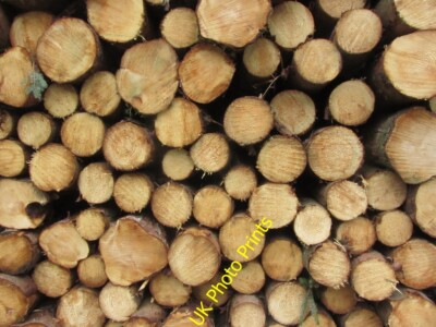 Foto 6x4 Endansicht Holzstapel - Forstspur E von Black Hill Bally c2015