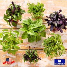 Fresh Basil Seeds Non-GMO Heirloom