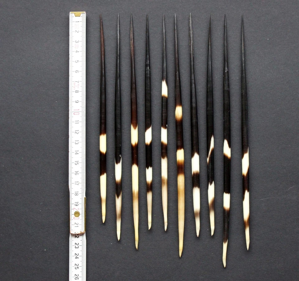 MARKENLOS Cerdas de espinillo paquete de 10 longitud 21-25 cm poses, artículos de artesanía de Sudáfrica