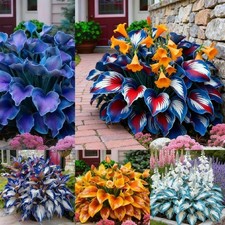 Hosta Seeds for Planting, 300 Mixed Color Perennial Hosta Seed