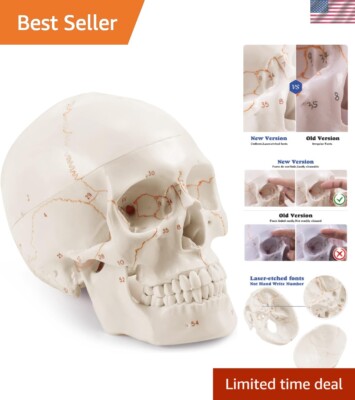 Innovative Human Skull Model with Non-Toxic PVC and Disassemblable Design