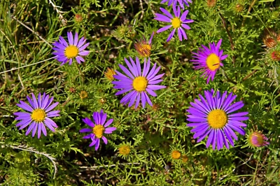 SEEDVILLE USA 100 PURPLE Smooth Violet PRAIRIE ASTER Aster Tanacetifolia Flower Seeds