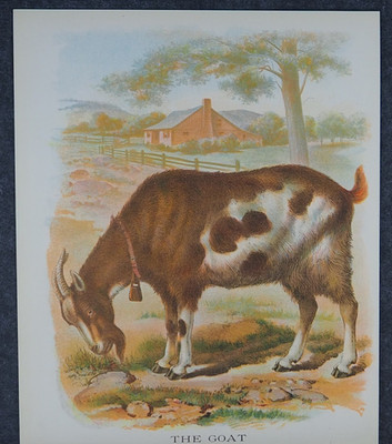 Billy Goat Grazing on Farm Antique Art Print Lithograph 1898