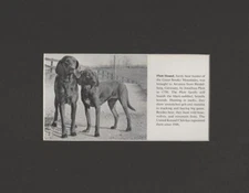 Plott Hound | Great Bear Hunter - CUSTOM MATTED - Dog "Photo" Print