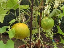 25+ Dosakai Cucumber Seeds for Garden Planting - USA - FREE SHIPPING!