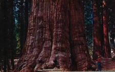 Postcard General Sherman Tree Sequoia National Park CA Oldest Living Thing