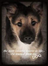 German shepherd  refrigerator magnet 3 1/2x 3 1/2