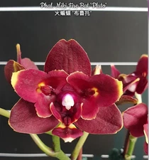 Phal. Miki Fire Bat 'Pluto', Mericlone, Peloric,  Blooming Size, FREE Shipping