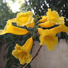Dolichandra unguis-cati - syn.Macfadyena - Cats Claw Creeper - 3ltr