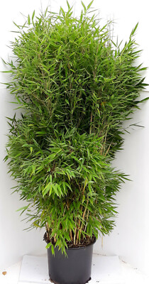 Bambus, Größe 150160 cm, winterhart und immergrün, Fargesia Jumbo