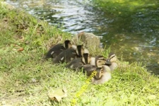 Photo 6x4 Getting Restless Lower Brook With the audience around the ducki c2015