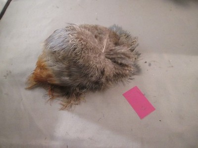 RINGNECK PHEASANT RUMP PATCH #12 Fly Tying Feathers used is in good condition