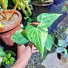 Actual Photo Anthirium Clarinervium Variegated Free Phyto