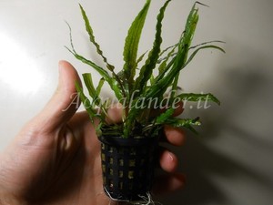 Pianta Piante Acquario Cryptocoryne Crispatula Balansae Aquarium Live Plant Ebay