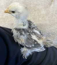 10 FERTILE BANTAM COCHIN HATCHING EGGS Multi Color Molted Calico Millie Fleur