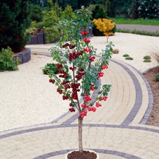 Duo Fruit Cherry Tree Two Varieties on Established Tree (5L pot)