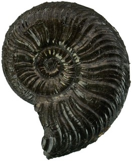 Lias Pleydellia aalensis Sehr schöner Ammonit Mistelgau 5872