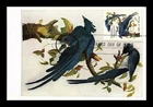 DR JIM STAMPS US MAXI CARD COLUMBIA JAY BY AUDUBON ARTIST FIRST DAY ISSUE