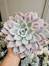 HUGE Variegated Opalina Succulent Live Plant Rooted Succulent Import Graptoveria