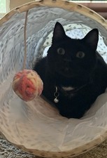 Cat Tunnel, Collapsible Tube Play Ball Kitty Toys, 3 Ways Cat Tunnels