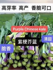 300+Purple Chinese Kale Kailaan Chinese Broccoli GaiLan Seeds300多粒紫梗芥蓝芥兰种子2025新种