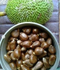 Artocarpus Camansi Live Breadnut Fruit Tree 10-24 Inch