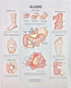 The Anatomical Chart Series