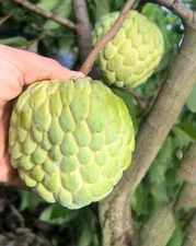 Atemoya PPC ( Phet Pak Chong )-25 seeds