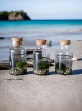 Kit Acquario Marimo Alga Palla 2-3 Cm una bottiglia da 250 ml con Tappo Sughero 