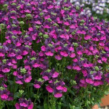 Nemesia 'Lady Lisa' Plugs x4 - Scented Summer Bedding Plant Garden Patio Pot