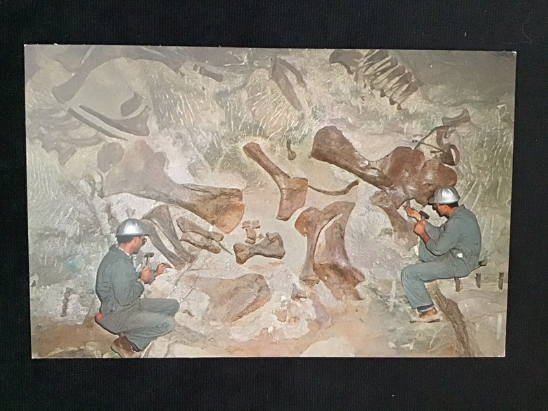 DINOSAUR NATIONAL MONUMENT RELIEFING FOSSIL BONES IN UTAH, PALEONTOLOGY